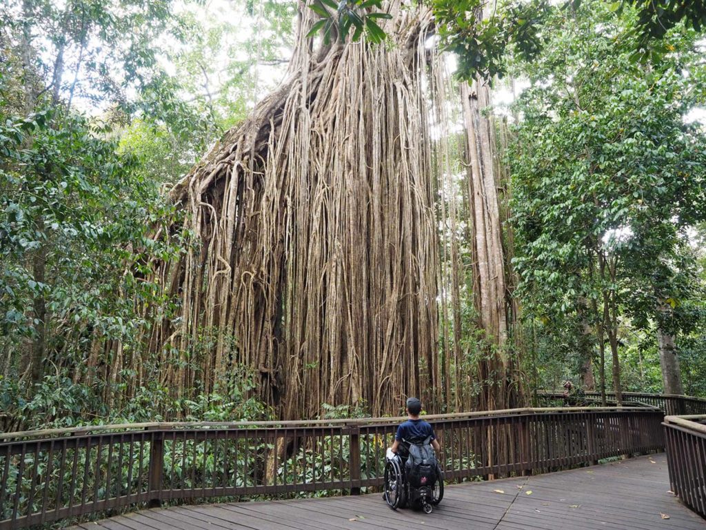 curtain fig tree wheelchair accessible