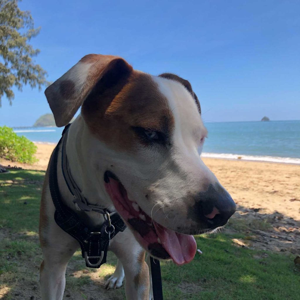 dog on palm cove beach
