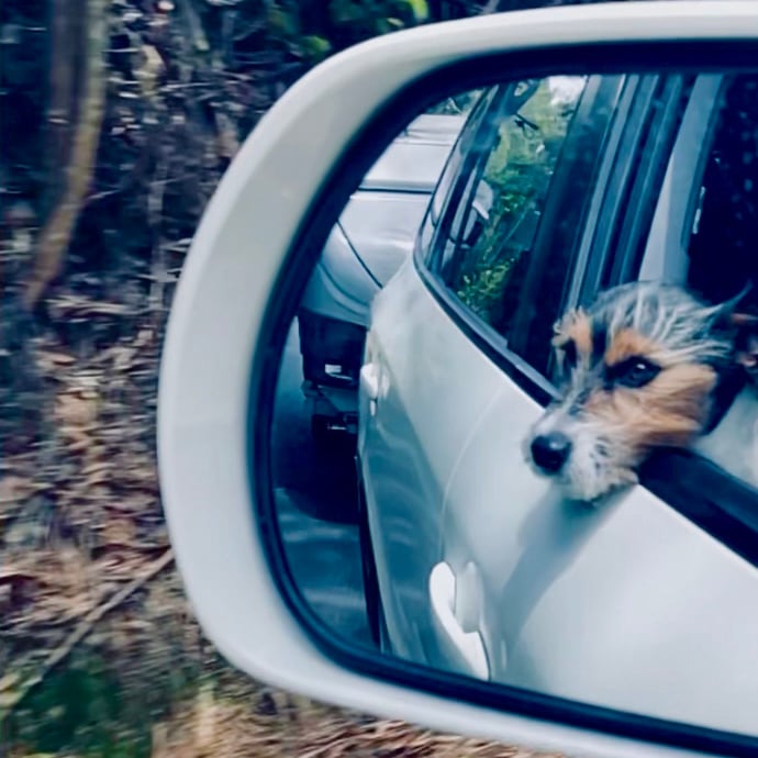 dog road trip