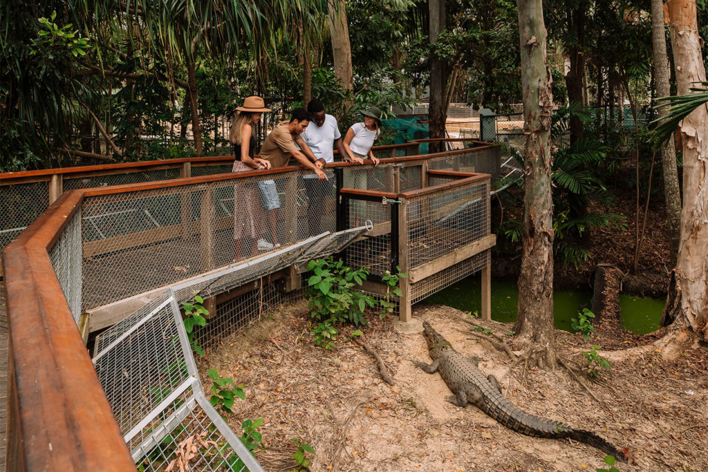 estaurine crocodile wildlife habitat