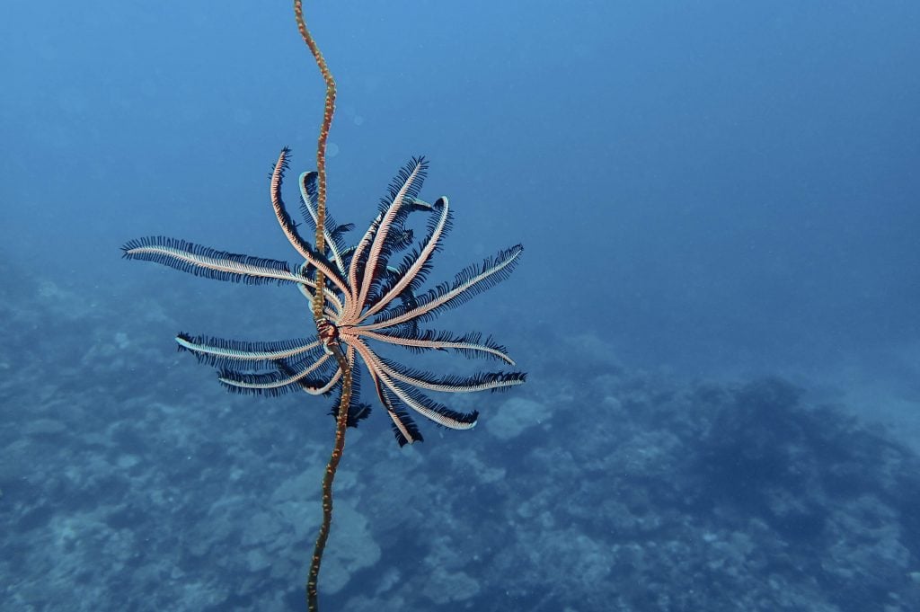 Feather starfish attached to whip coral