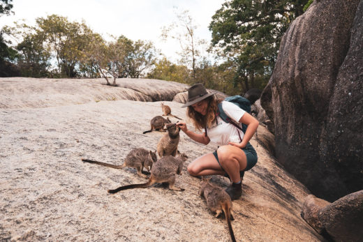 feeding wallabies at granite gorge