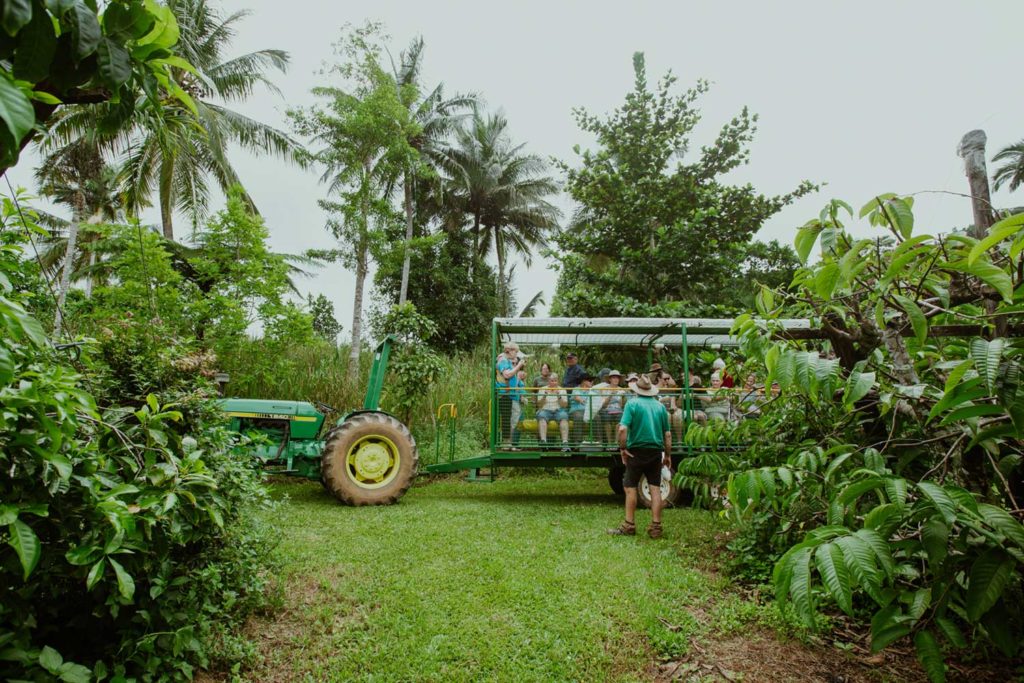 fruit forest farm cassowary coast