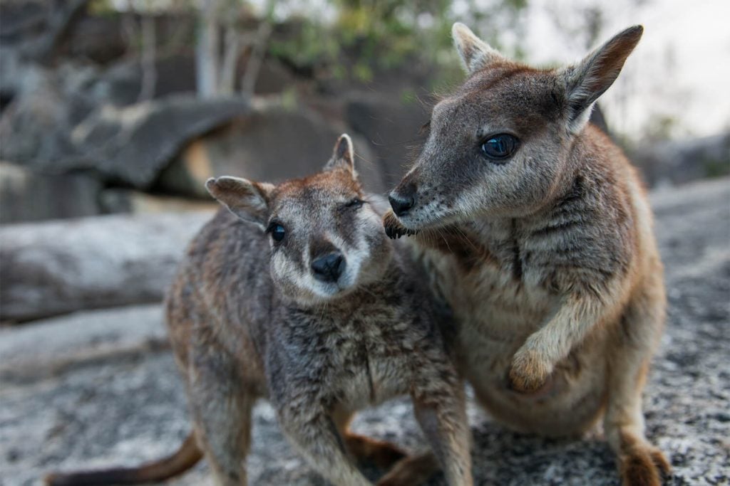Granite Gorge wallabies