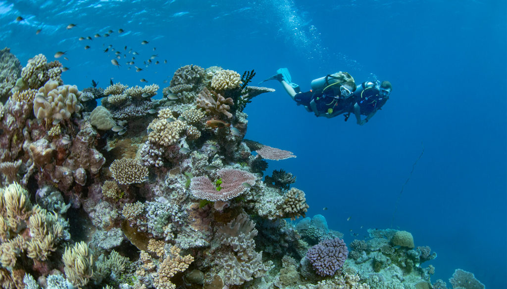 great barrier reef scuba diving