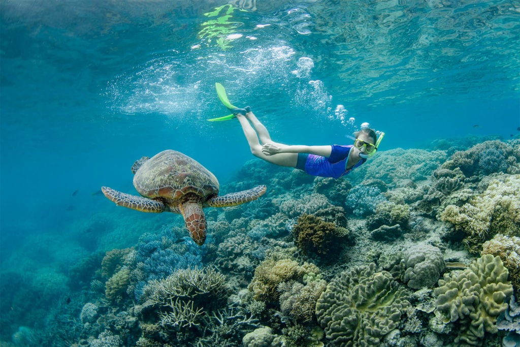 great barrier reef snorkelling with turtle