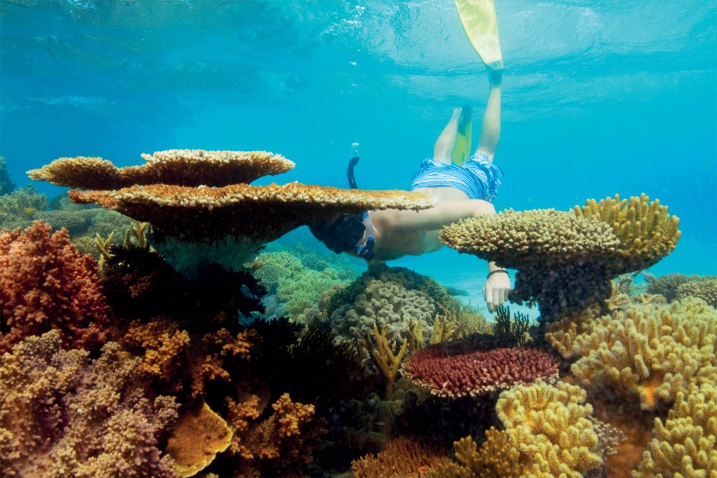 Snorkelling on the Great Barrier Reef