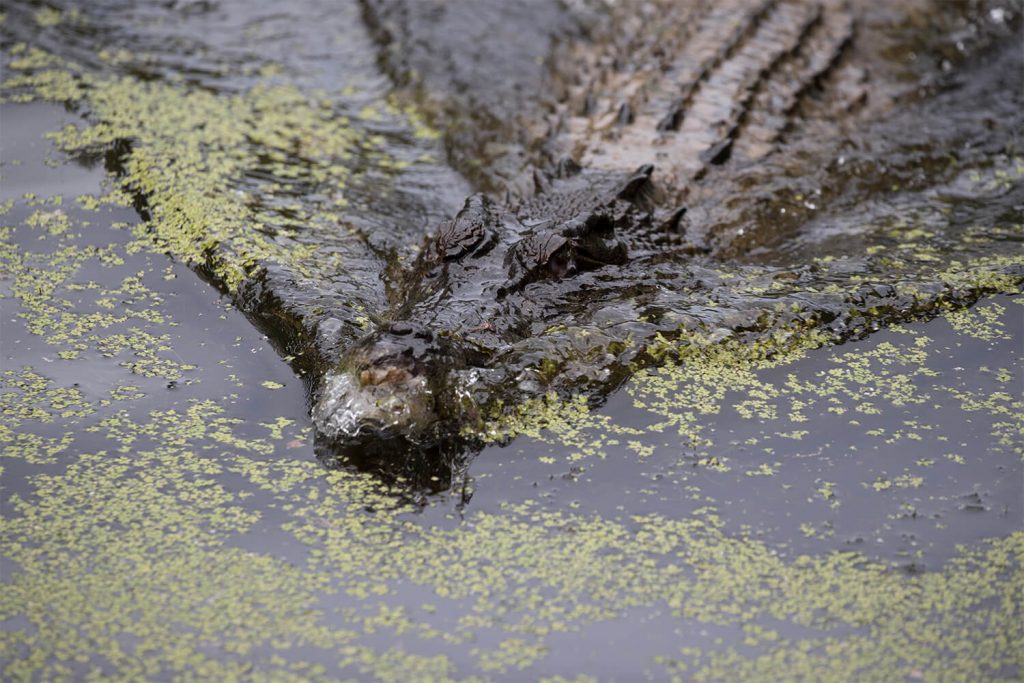 Crocodile underwater