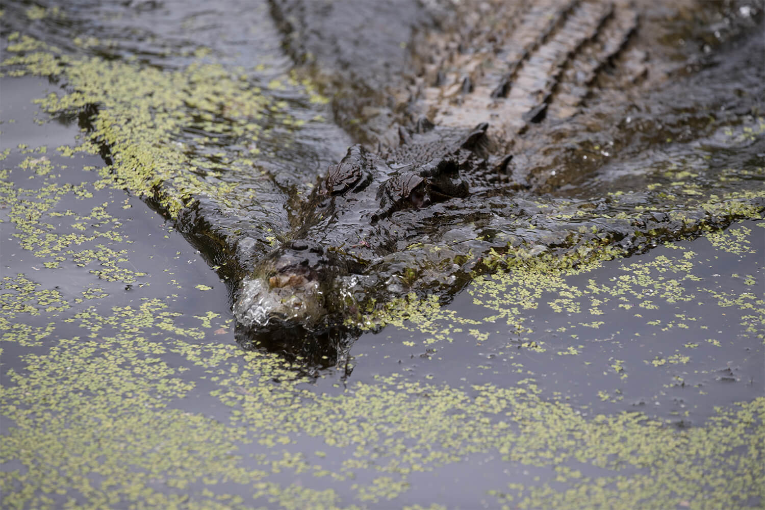 Crocodile underwater