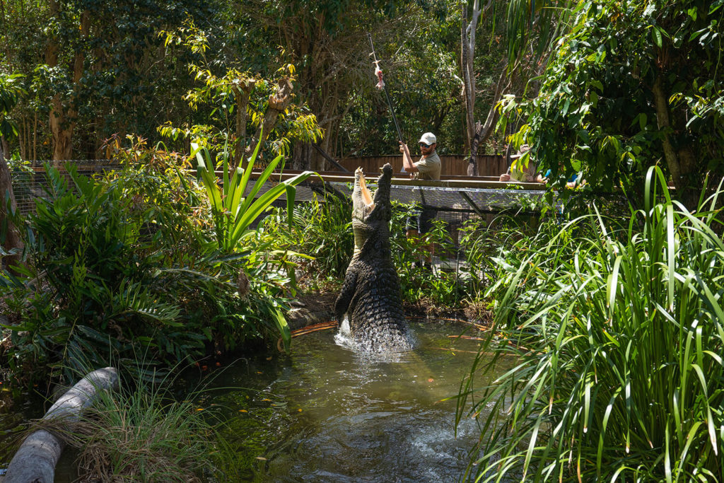 hartleys crocodile adventures