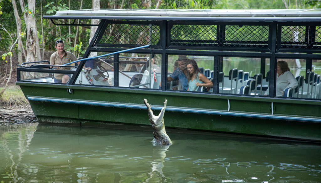 hartleys crocodile feeding boat tour