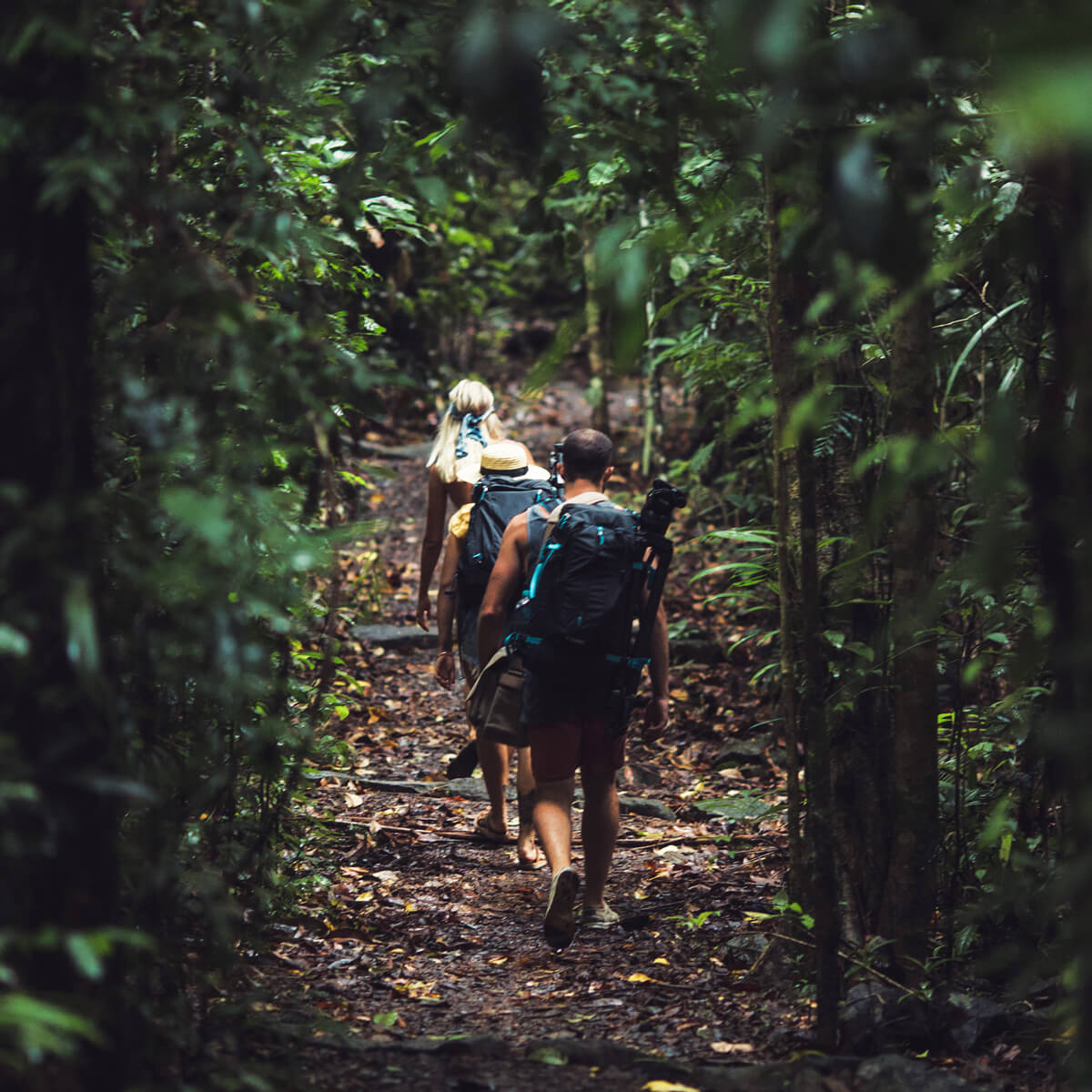 Hiking in the rainforest