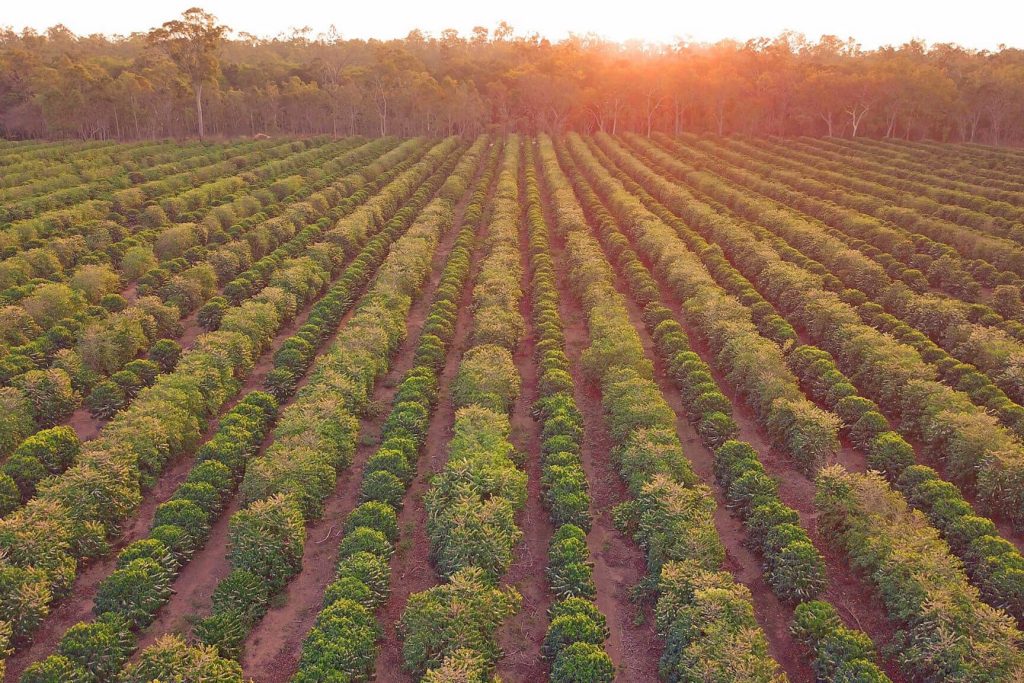Jaques Coffee Plantation