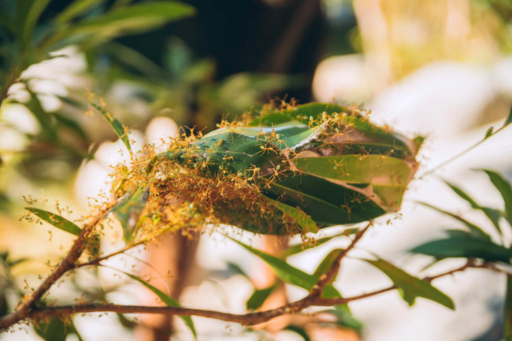 green ants