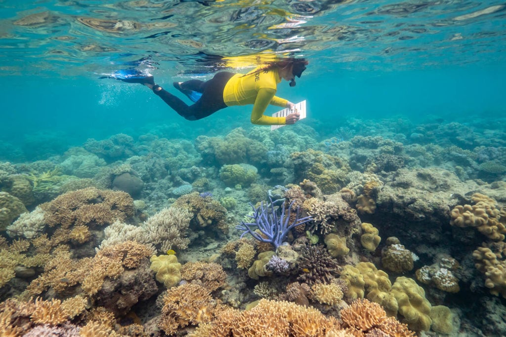 master reef guides great barrier reef
