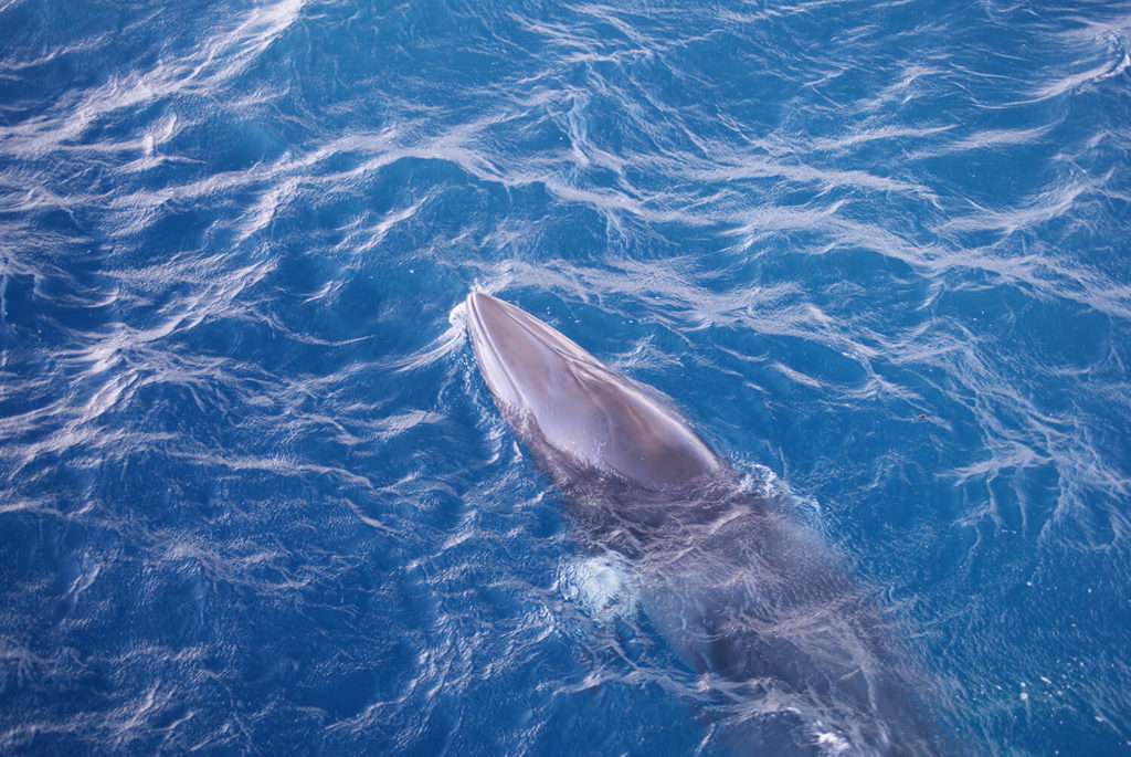 minke whales on great barrier reef