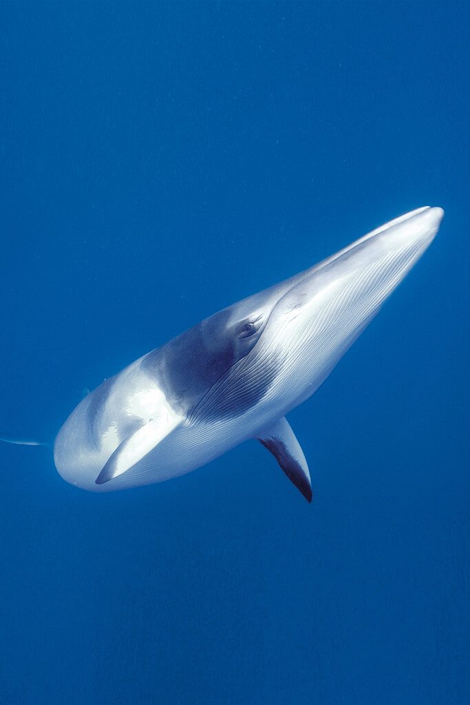 Minke whale article tile