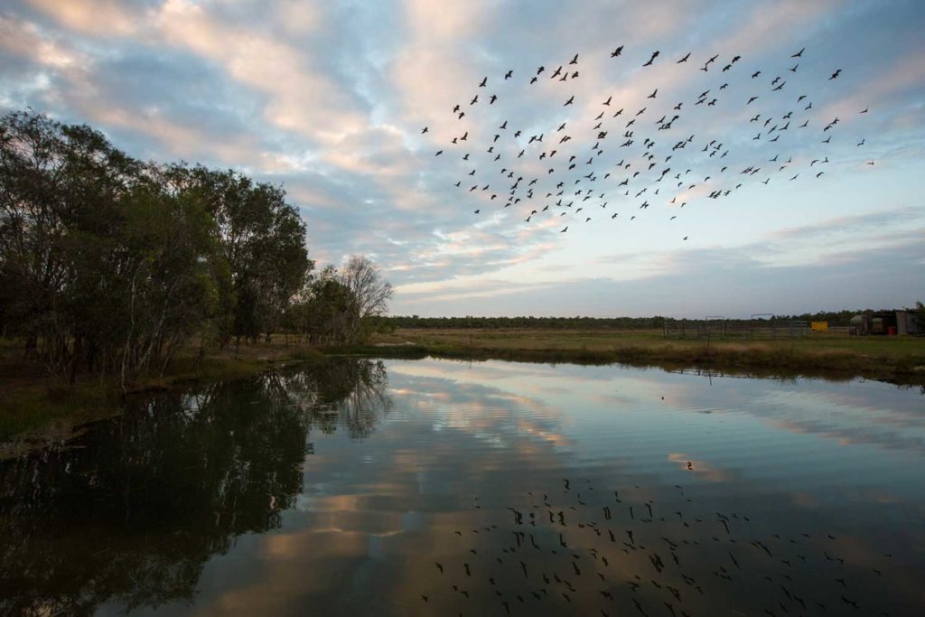 musgrave station cape york