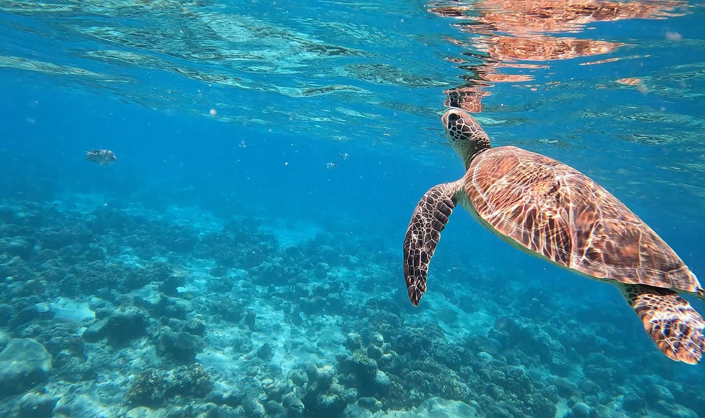 oceans 2 earth volunteers turtle fitzroy island