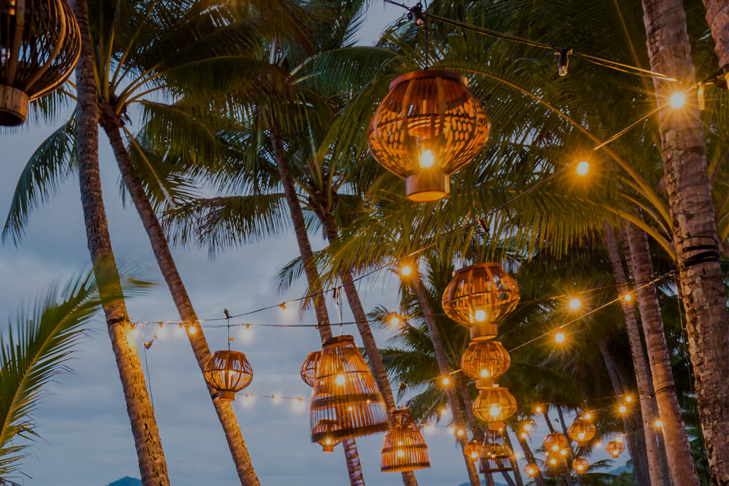 Palm Cove Lights - Nu Nu