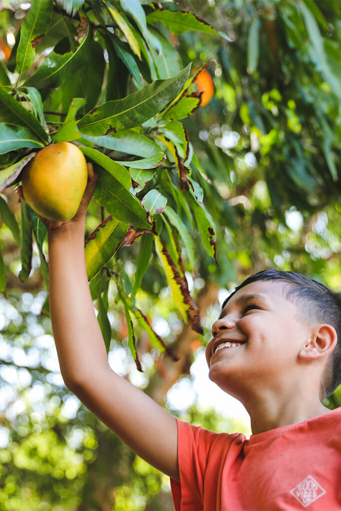 kid picking a mango