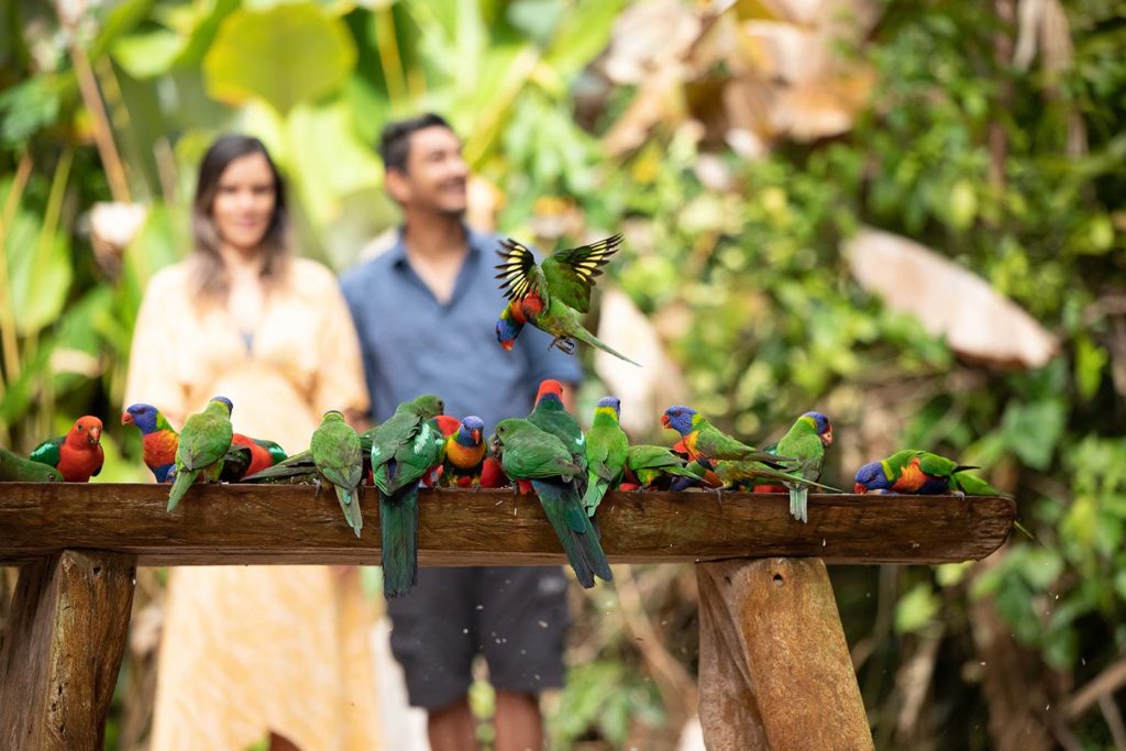 rainbow lorikeets rose gums wilderness retreat