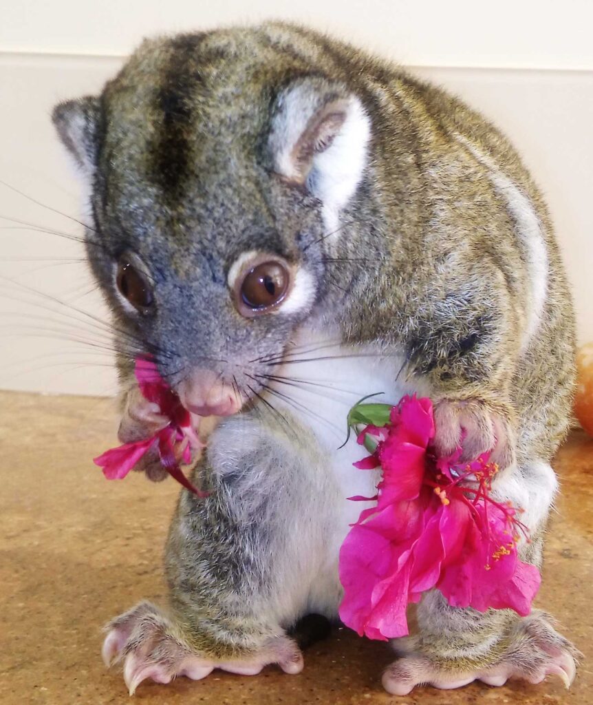 rescued possum lumholtz lodge