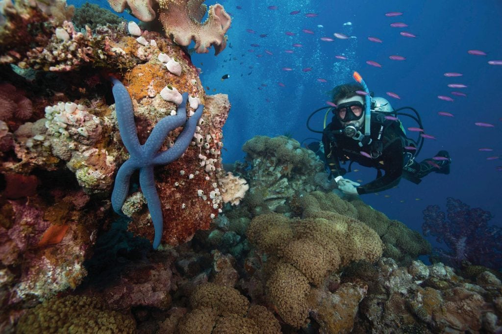 Starfish and scuba diver