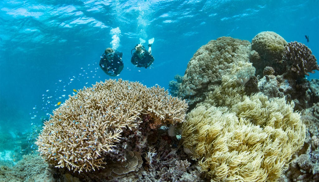 scuba diving great barrier reef