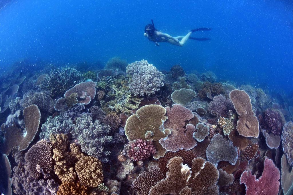 snorkeller over corals on great barrier reef