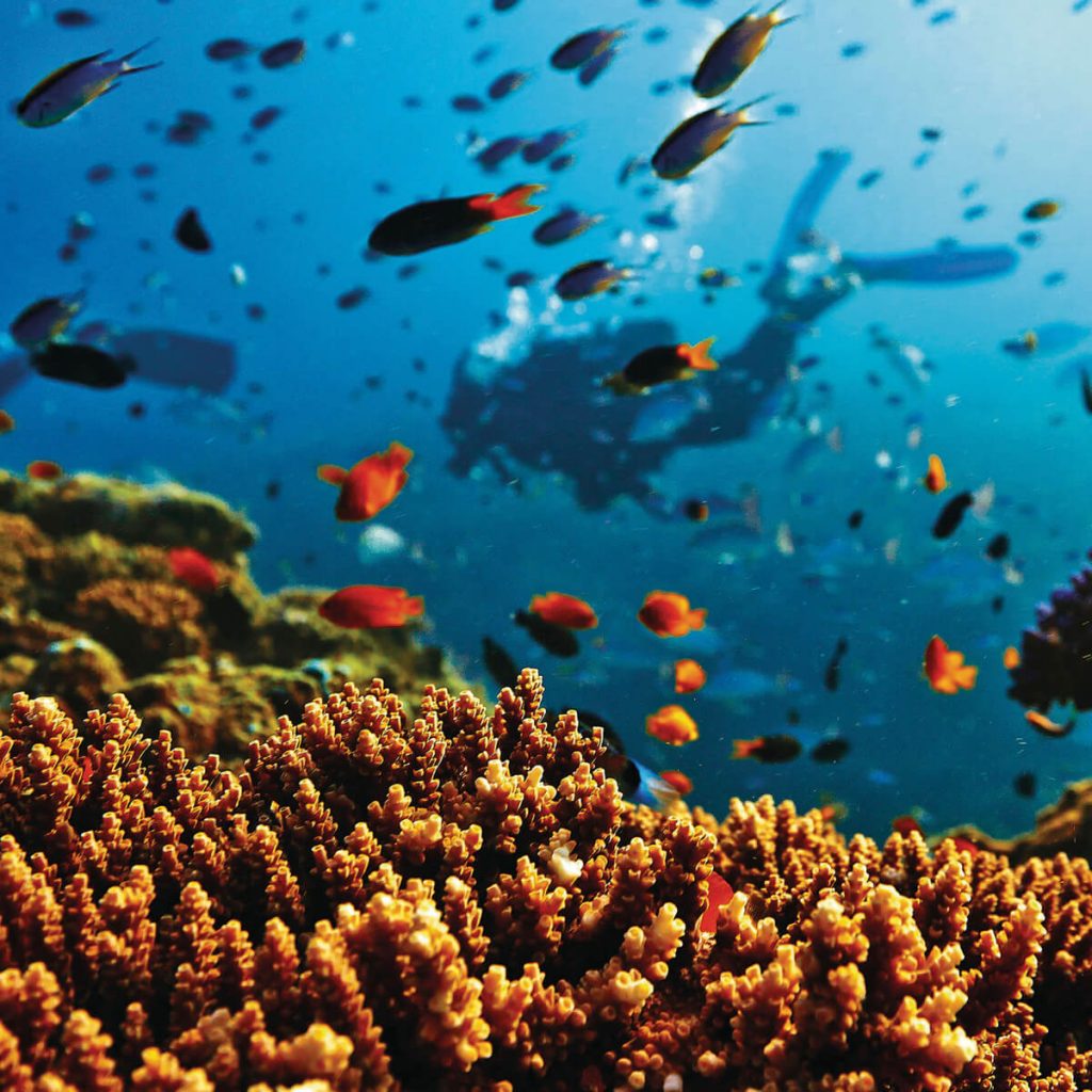 Snorkelling and Diving with coral on the reef