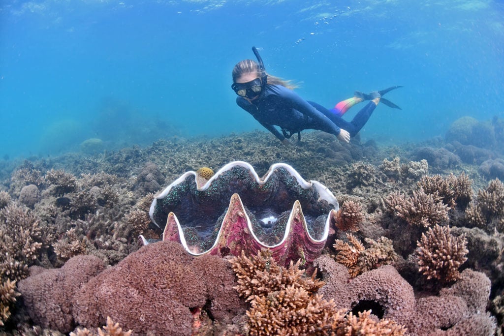 snorkelling over giant clam at the frankland islands