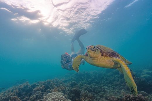 snorkelling with turtle on fitzroy island
