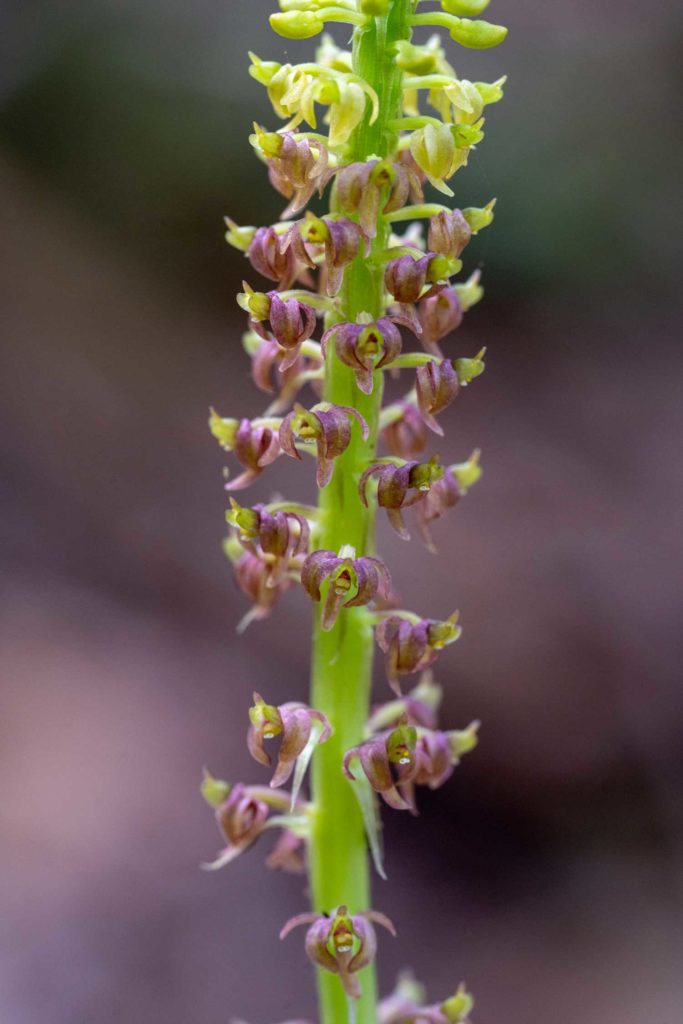 snout orchid cape trib