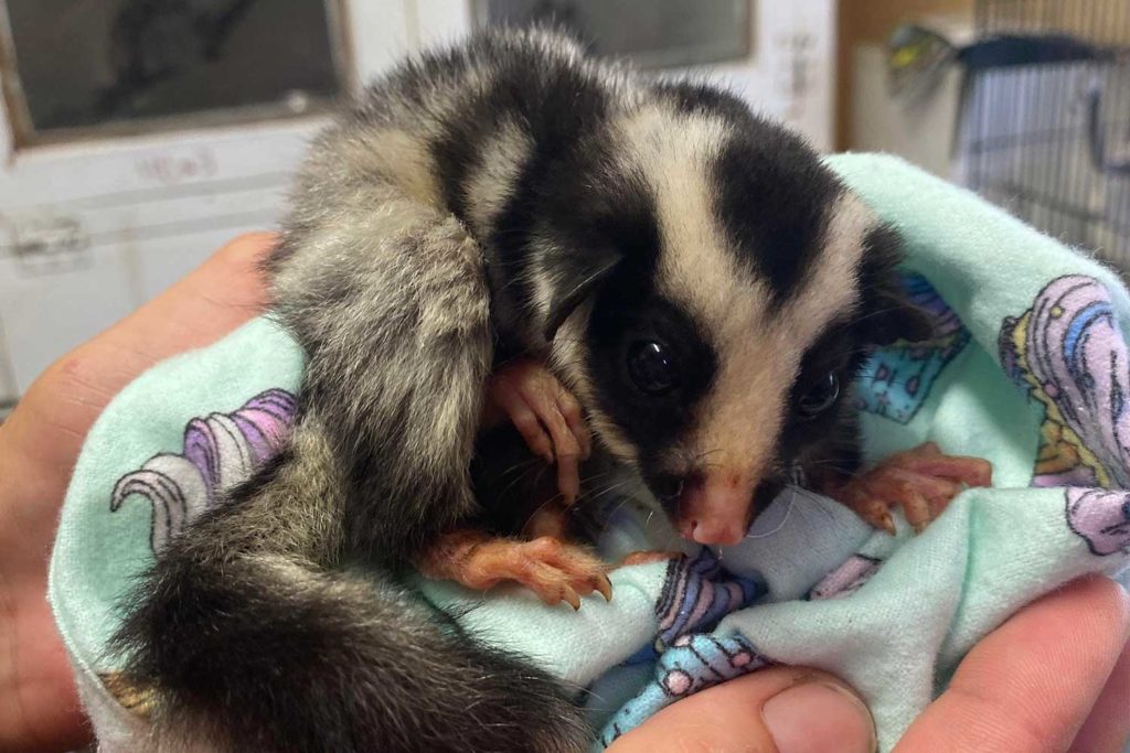 striped possum wildlife habitat TARC
