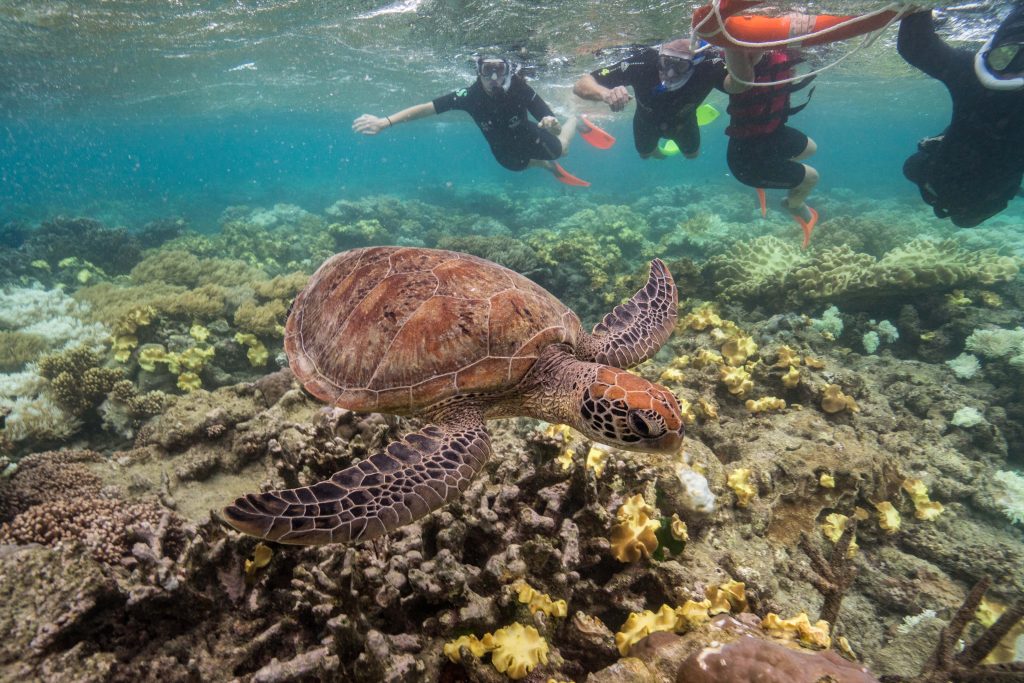 Snorkel safari with sunlover reef cruises