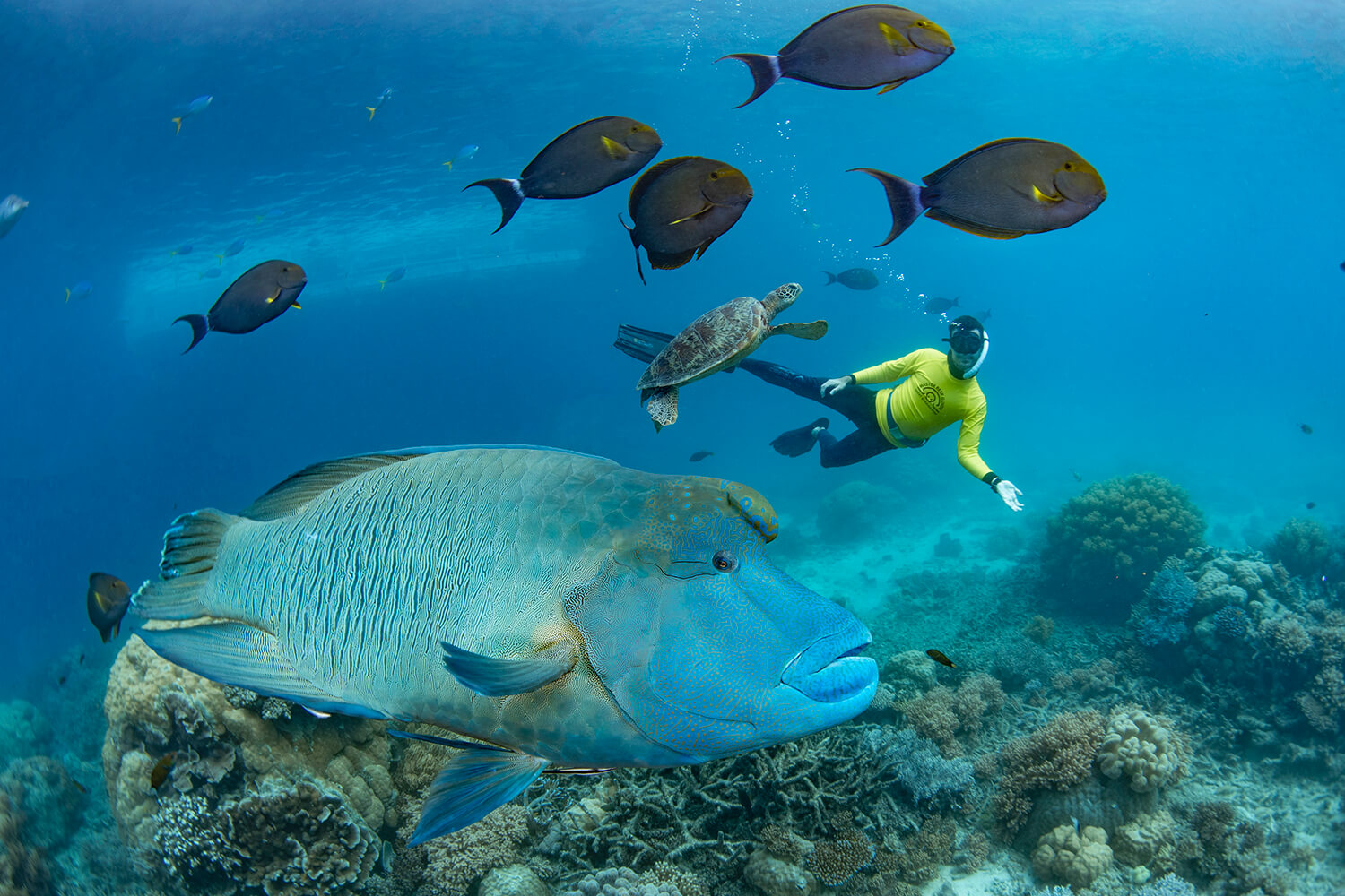Snorkeller with school of fish, Maori Wrasse and turtle