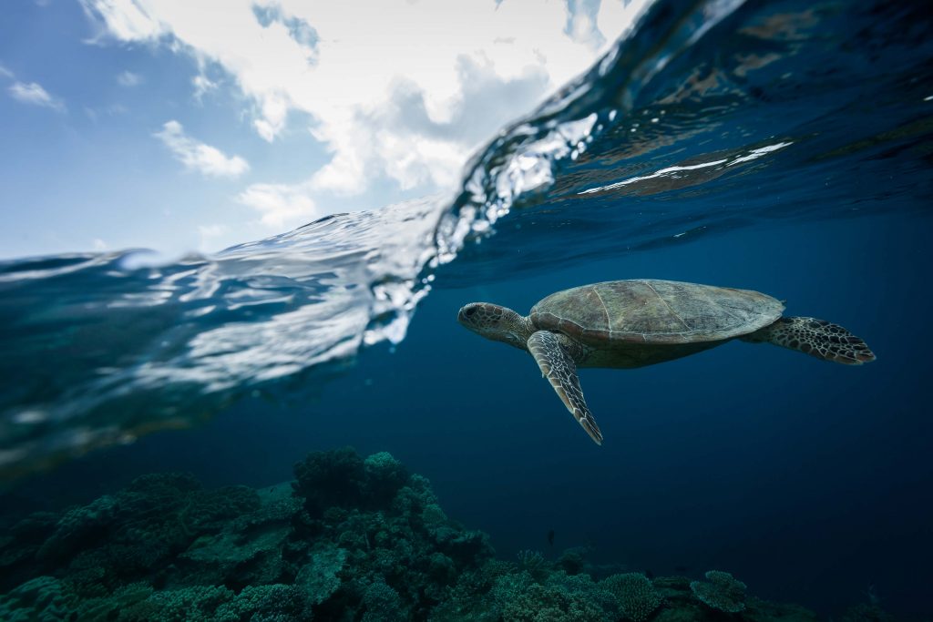 Turtle at Moore Reef - Sunlover