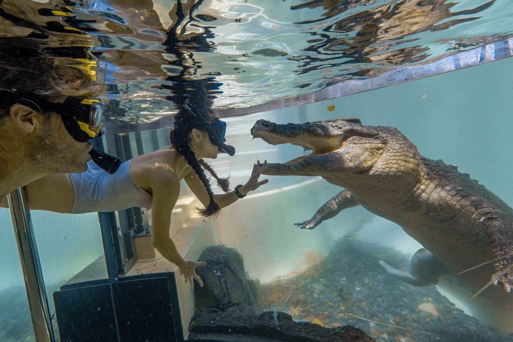 swim with the salties wildlife habitat port douglas