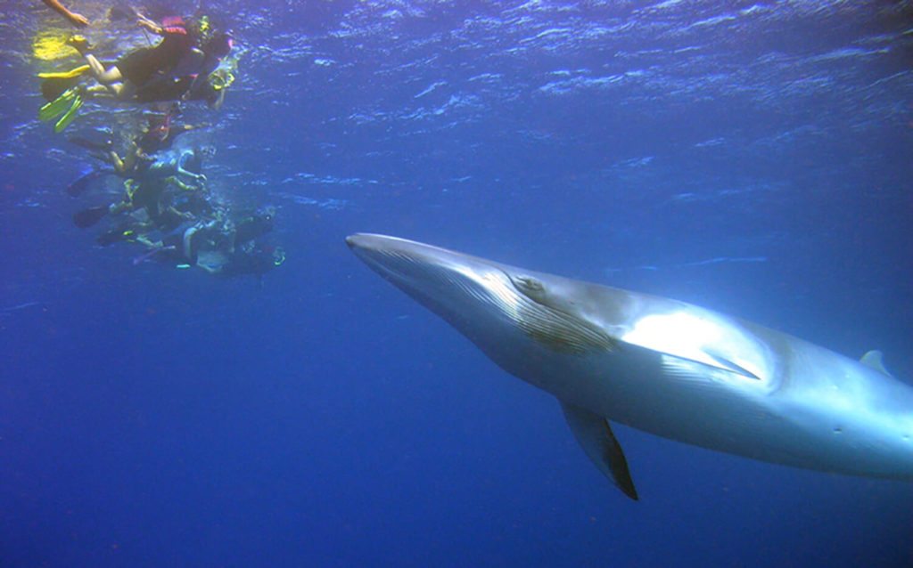 swimming with minke whales great barrier reef