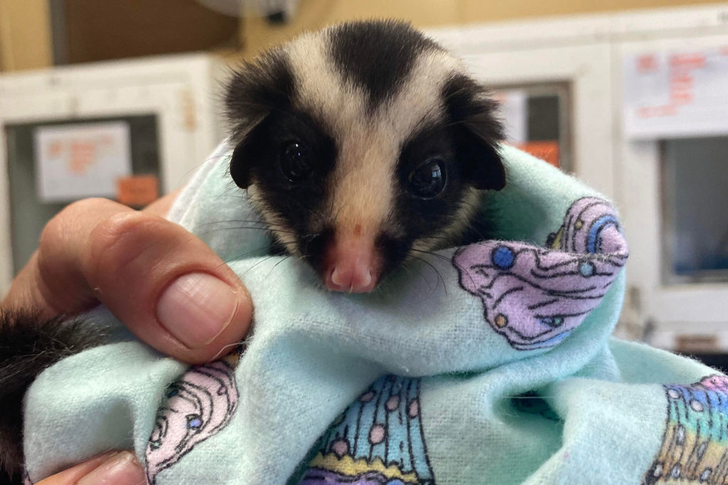 tarc orphaned striped possum