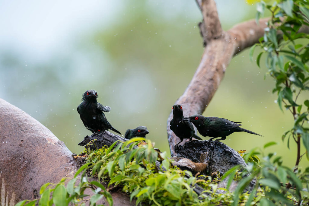 Thala Beach metallic starlings