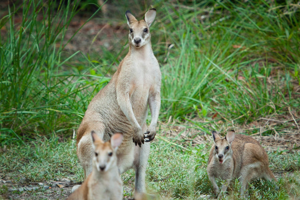 Thala Beach wallabies