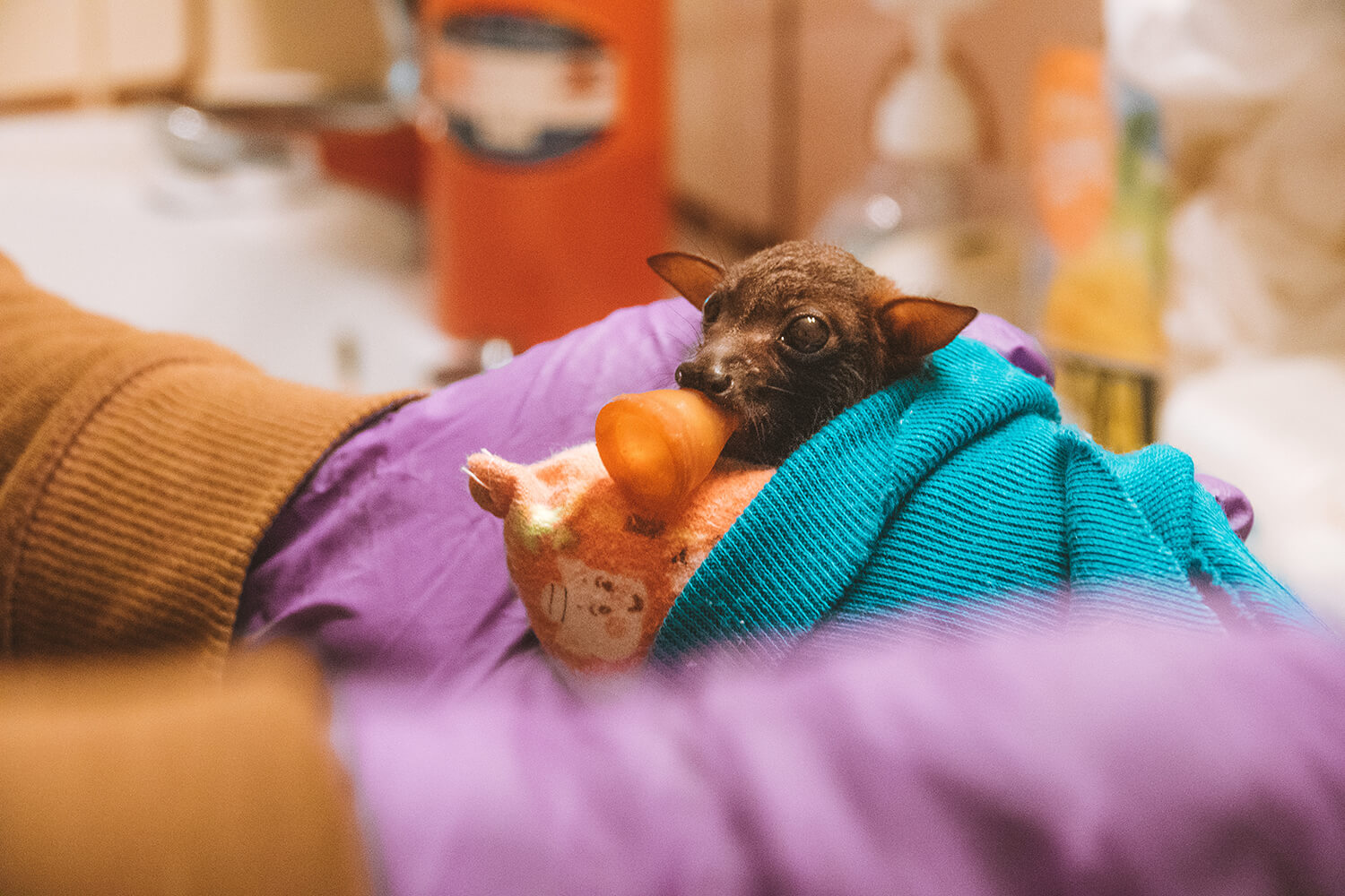 Tolga Bat Hospital