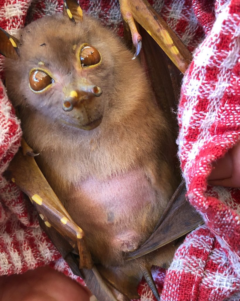 tolga bat sanctuary tube nosed bat