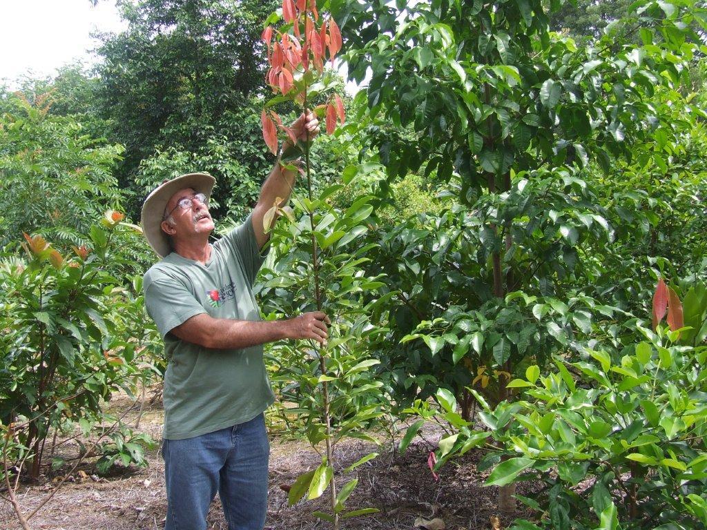 treeplanting rainforest restoration