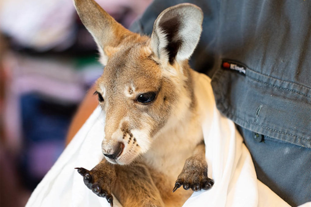 tropical animal rehabilitation centre