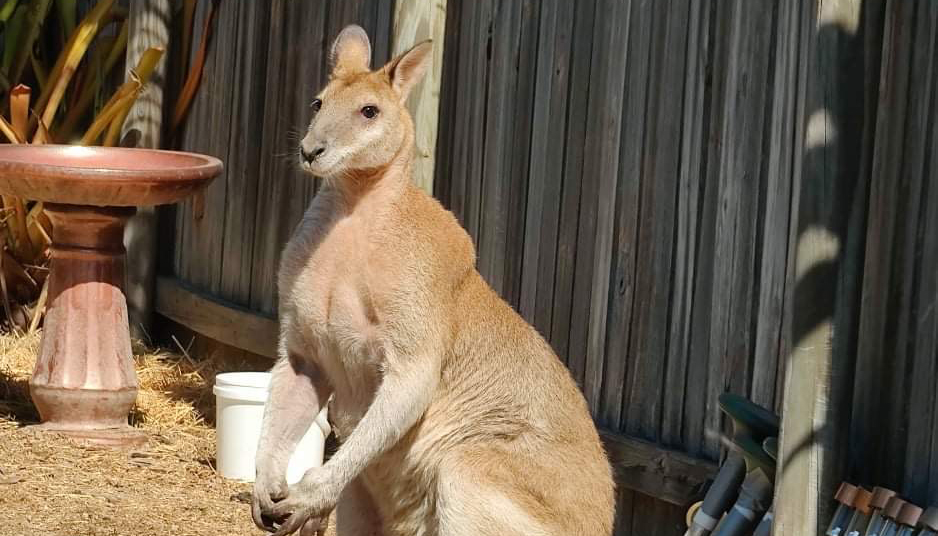 tropical north queenslands buffest wallaby