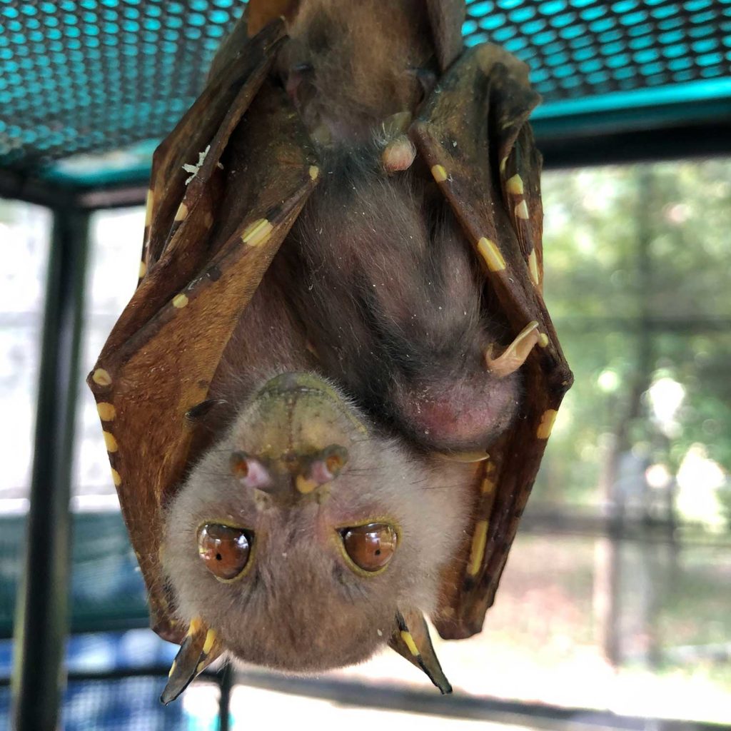 tube nosed bat and baby