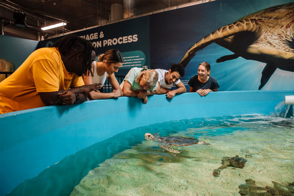 turtle rehabilitation at cairns aquarium